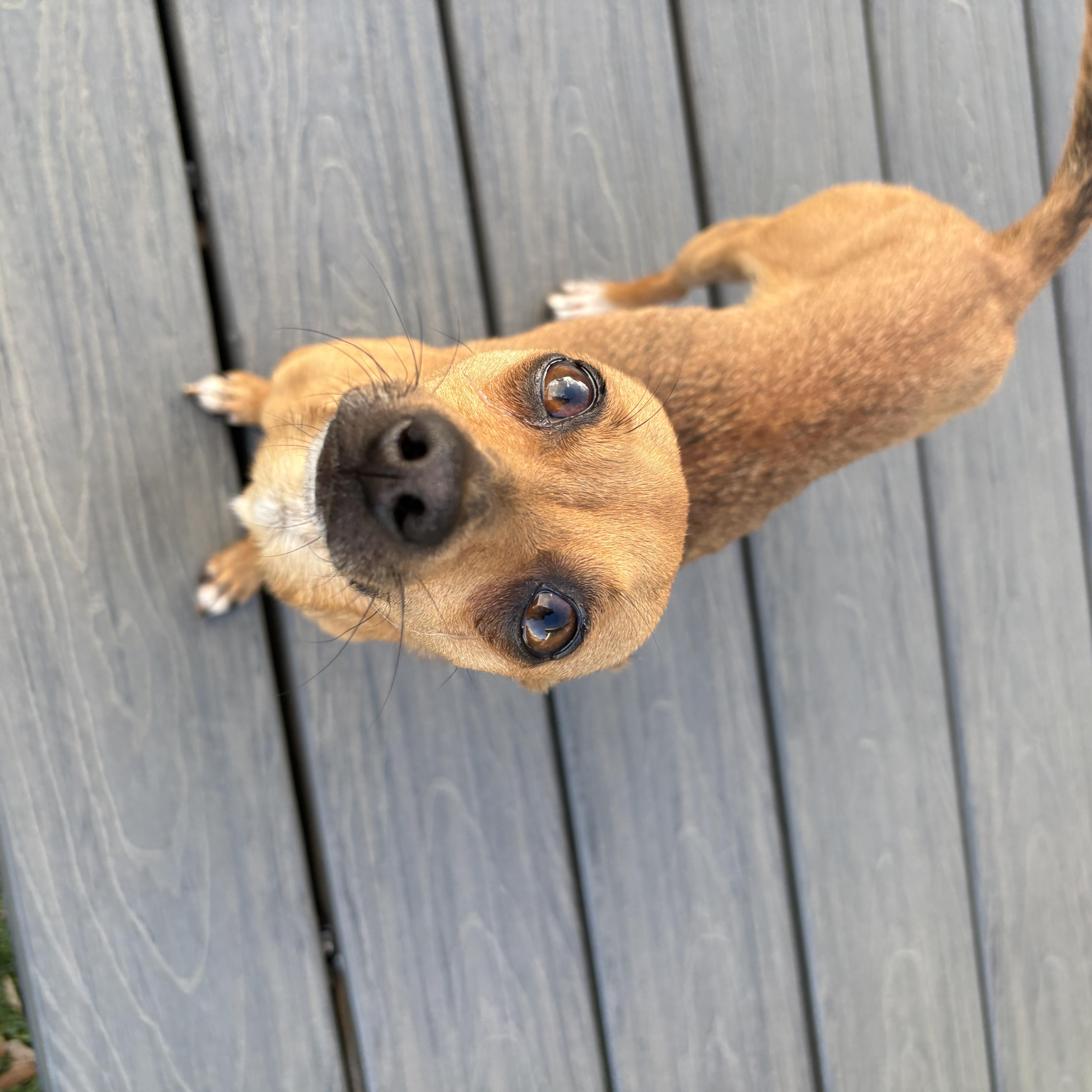 Canela thumbnail 4