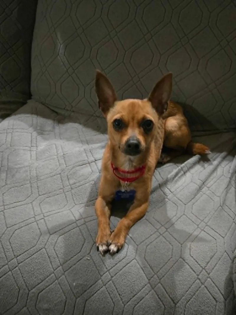 Canela thumbnail 5