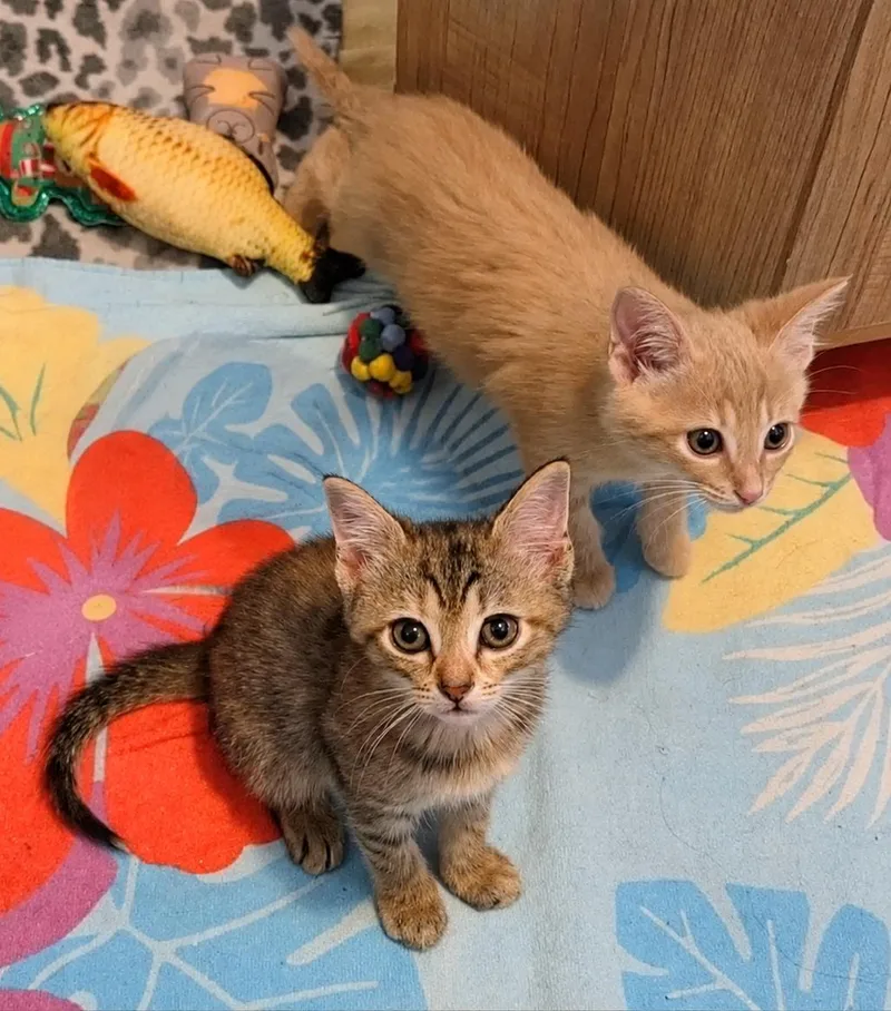 A baby medium-sized female Orange & White American Shorthair cat named Esther & Promise for adoption in Gulfport, MS