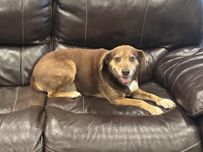 An adult medium-sized female Beagle dog named Lucky for adoption in Tarrytown, GA