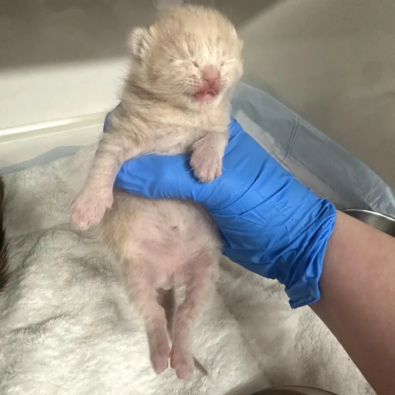 A baby small-sized male Buff / Tan / Fawn Domestic Short Hair cat named Trix for adoption in Forest Park, IL