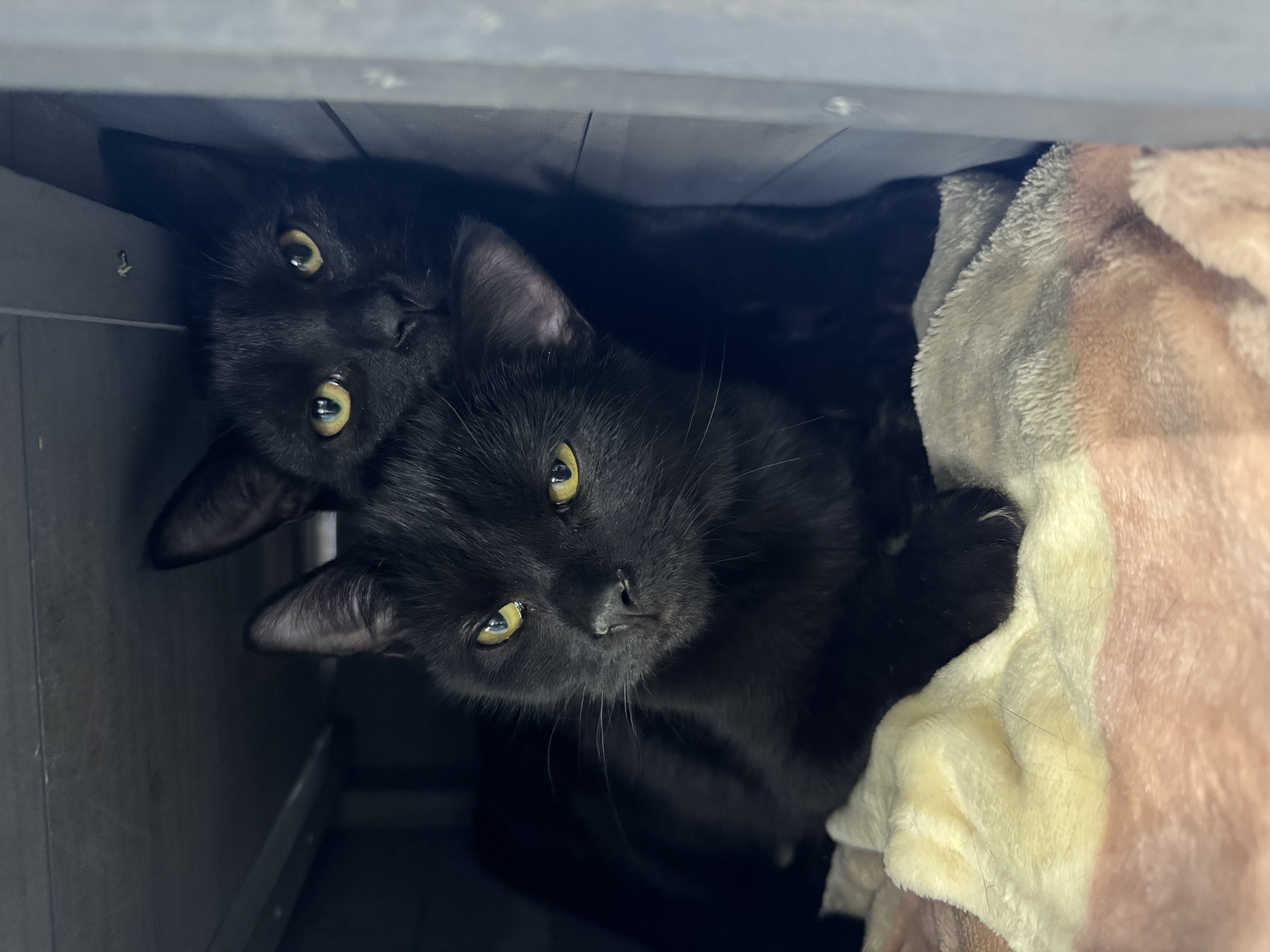 Versailles thumbnail 2