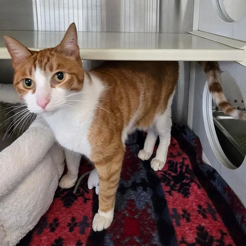 An adult large-sized male Orange / Red Domestic Short Hair cat named Quick Draw McGraw DAP for adoption in Denver, CO