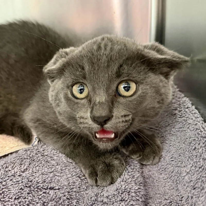 A baby small-sized male Domestic Short Hair cat named Wyck for adoption in Oakland, CA