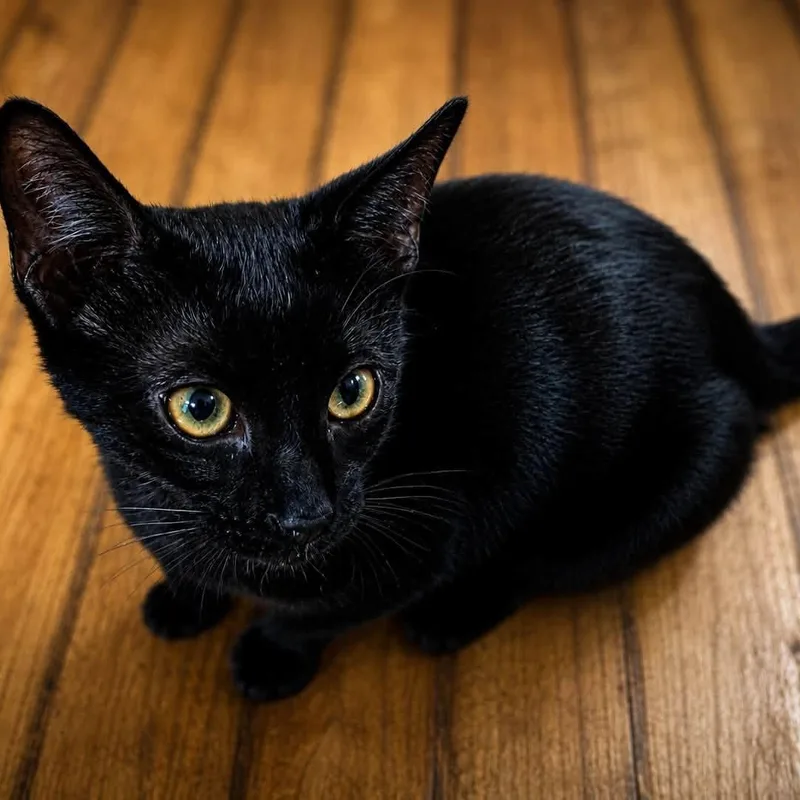 A baby medium-sized male Domestic Short Hair cat named Worf for adoption in Springfield, MO