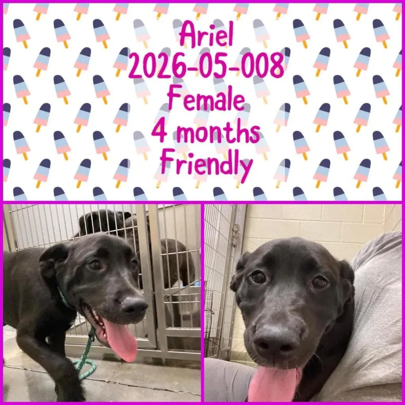 Ariel