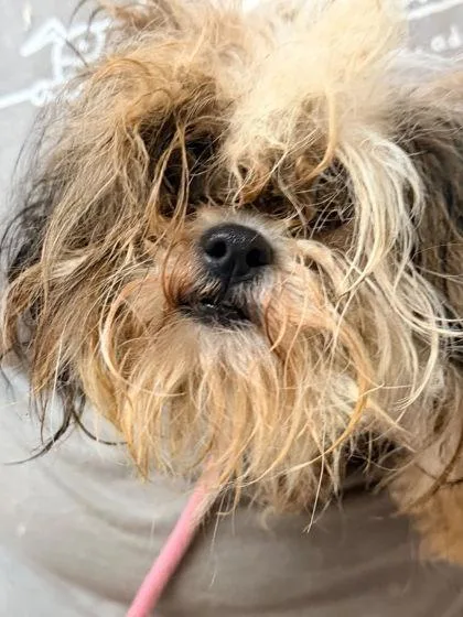 An adult small-sized female Shih Tzu dog named Mummy for adoption in Hobart, IN