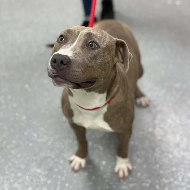 A young medium-sized female Brindle American Staffordshire Terrier dog named Sable for adoption in Bardstown, KY