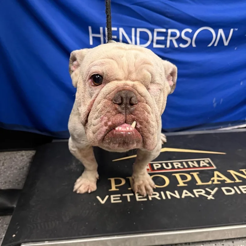 An adult medium-sized male White / Cream English Bulldog dog named Julio for adoption in Henderson, NV