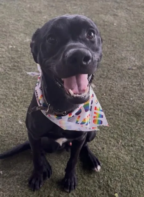 An adult medium-sized male Terrier dog named Krispy for adoption in Miami, FL