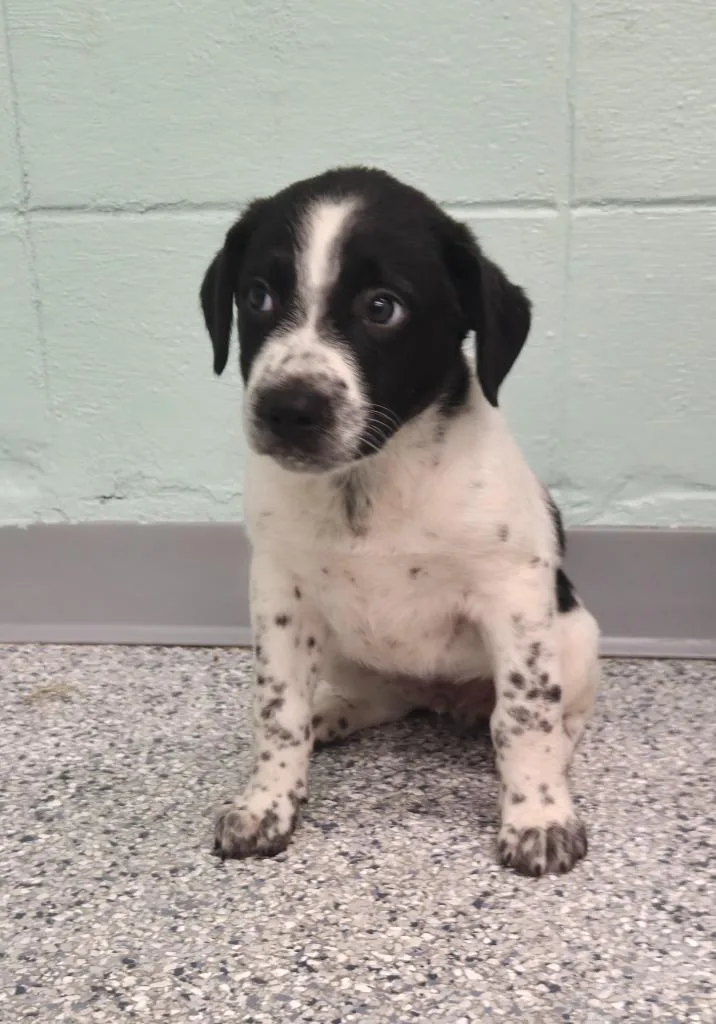 A baby small-sized male Terrier dog named Boomer for adoption in Athens, TN