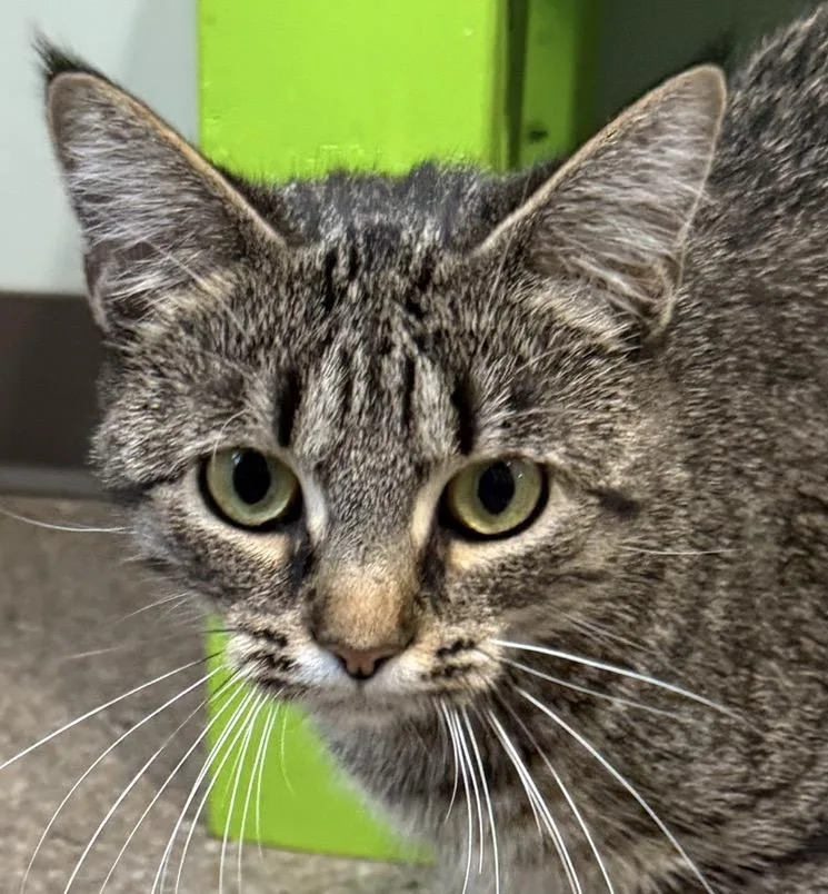 A young medium-sized female Tabby (Brown / Chocolate) Domestic Short Hair cat named Sally for adoption in Sault Sainte Marie, MI