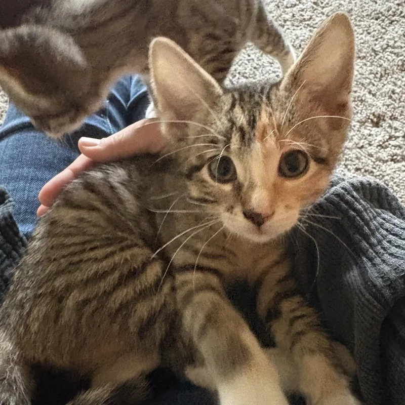A baby small-sized female Calico Domestic Short Hair cat named Venus for adoption in Mondovi, WI
