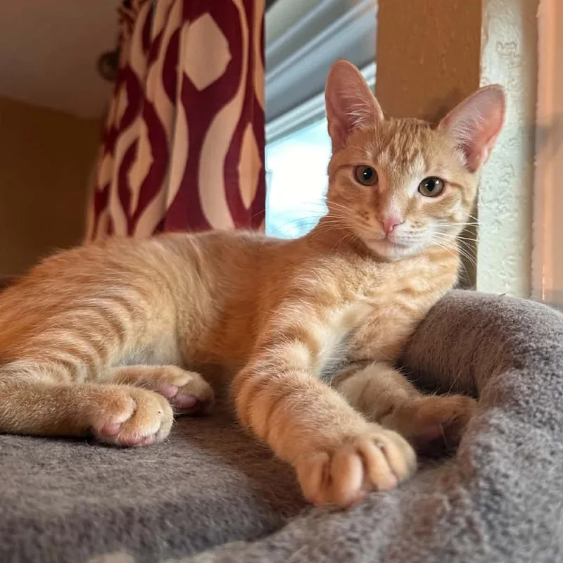 A baby small-sized male Orange / Red Domestic Short Hair cat named Nigel for adoption in Williston, FL