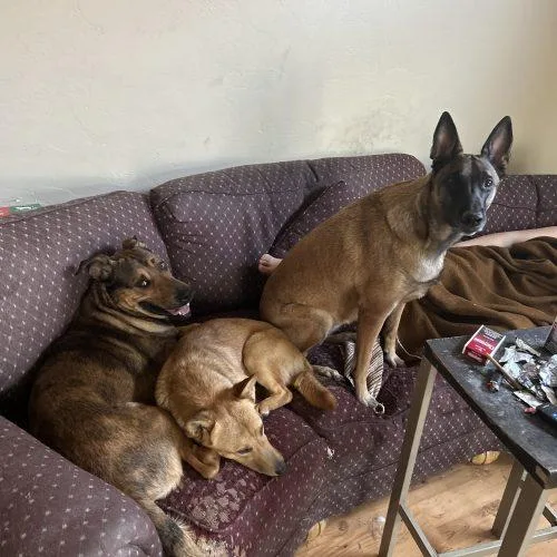 A baby medium-sized male Brown / Chocolate Shepherd dog named Marvel for adoption in Glendale, AZ