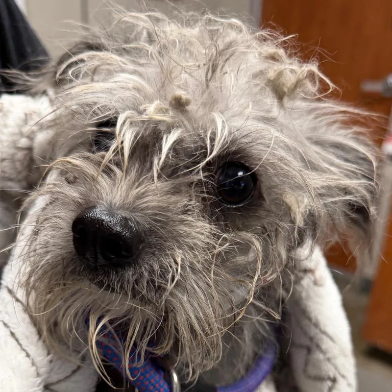 An adult small-sized female Gray / Blue / Silver Schnauzer dog named Tita for adoption in Yuma, AZ