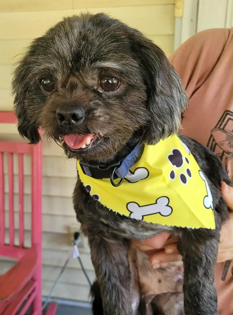 An adult small-sized male Shih Tzu dog named Rosco Kirkland for adoption in Saunderstown, RI