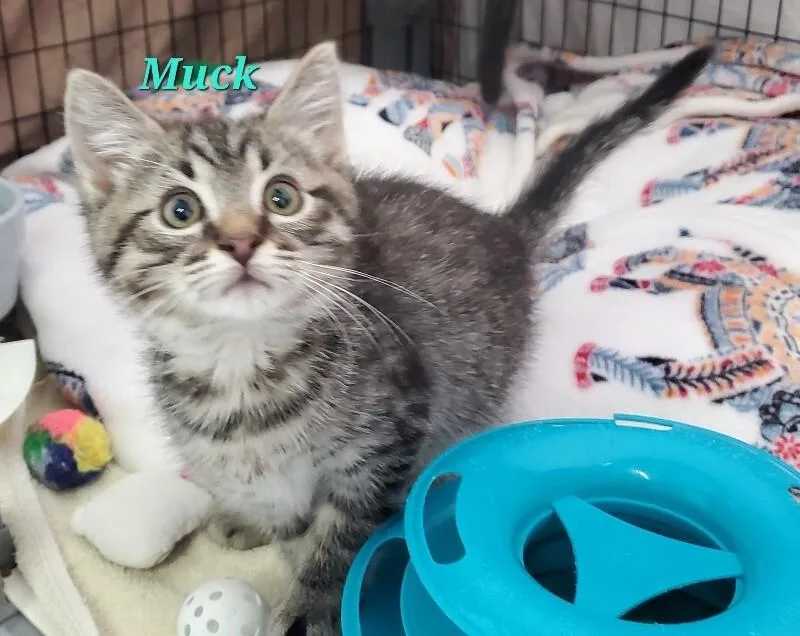A baby medium-sized male Domestic Short Hair cat named Muck Three for adoption in Diamond Springs, CA