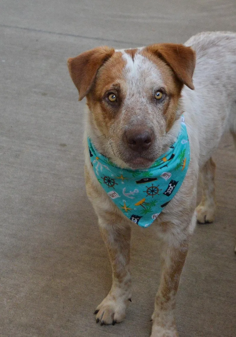 A young medium-sized male Australian Cattle Dog / Blue Heeler dog named Nectarine for adoption in McKinney, TX