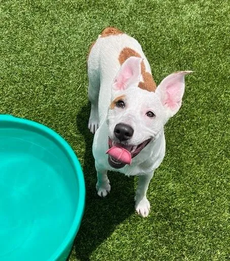 A baby medium-sized female Pit Bull Terrier dog named Diana for adoption in Richland Hills, TX