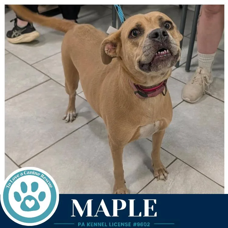 An adult medium-sized female Apricot / Beige American Bulldog dog named Maple for adoption in Kimberton, PA