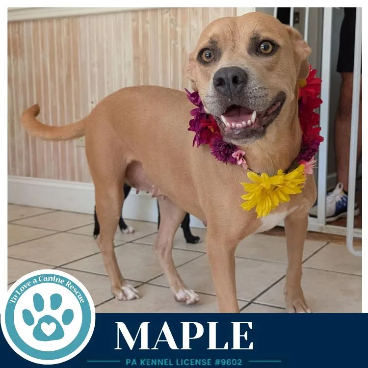 Maple thumbnail 2