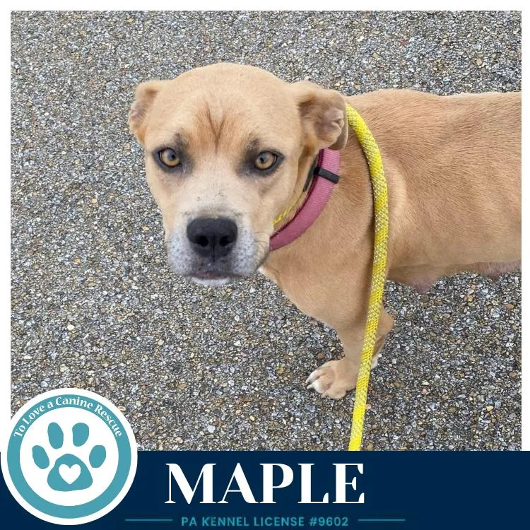 Maple thumbnail 3