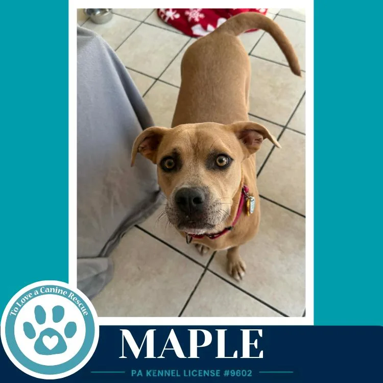 Maple thumbnail 4