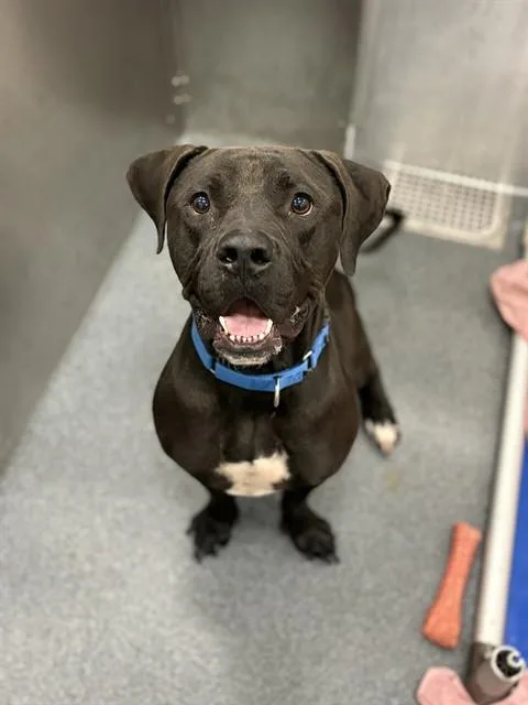 An adult extra large-sized male Mixed Breed dog named Caprinicus for adoption in Dallas, TX