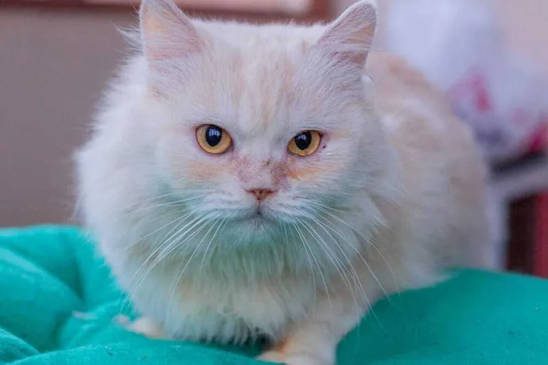 A young medium-sized female Persian cat named Vanilla for adoption in WOLCOTT, CT