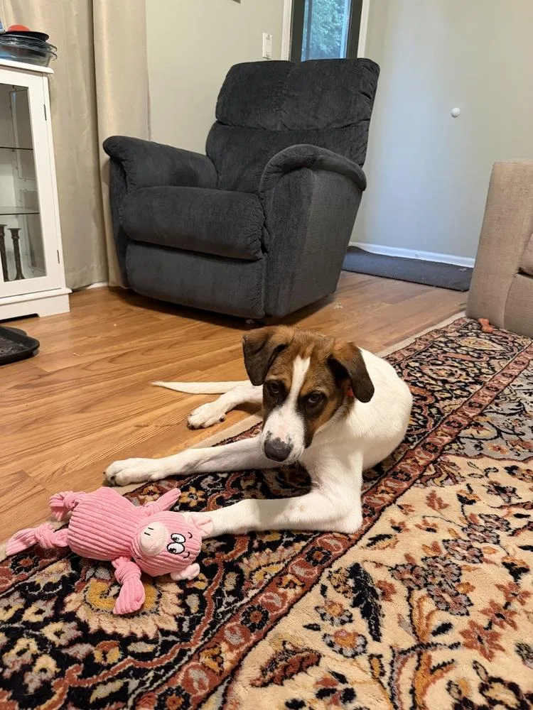 A baby large-sized male Australian Shepherd dog named Clifford for adoption in New Albany, OH