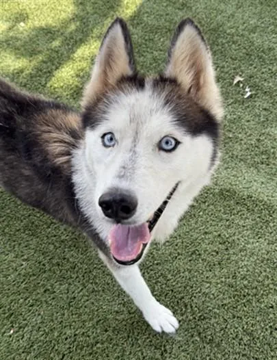Tasha