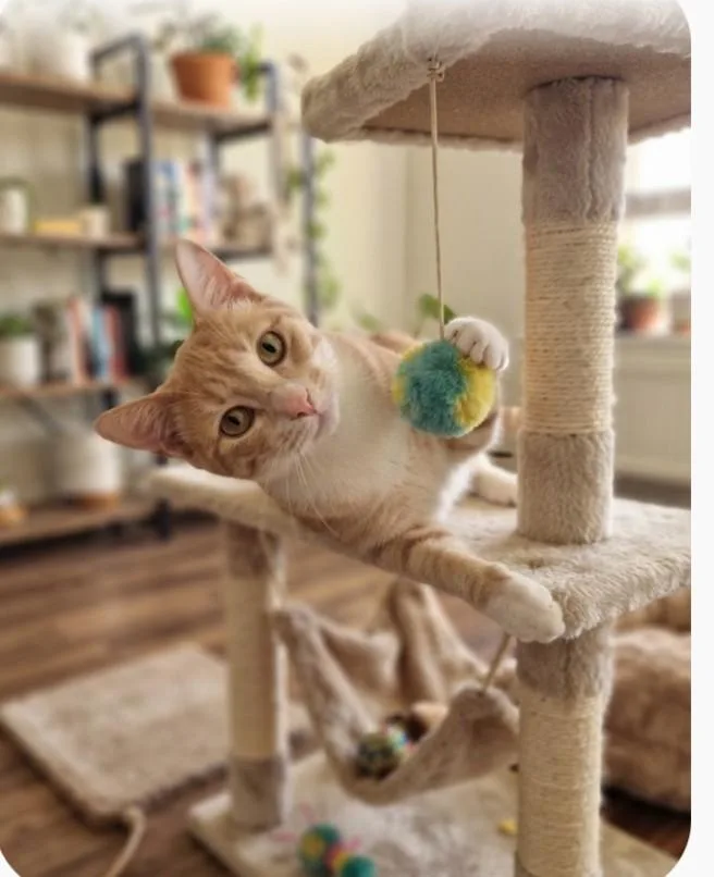 A baby medium-sized male Orange & White Tabby cat named Baker for adoption in Baytown, TX