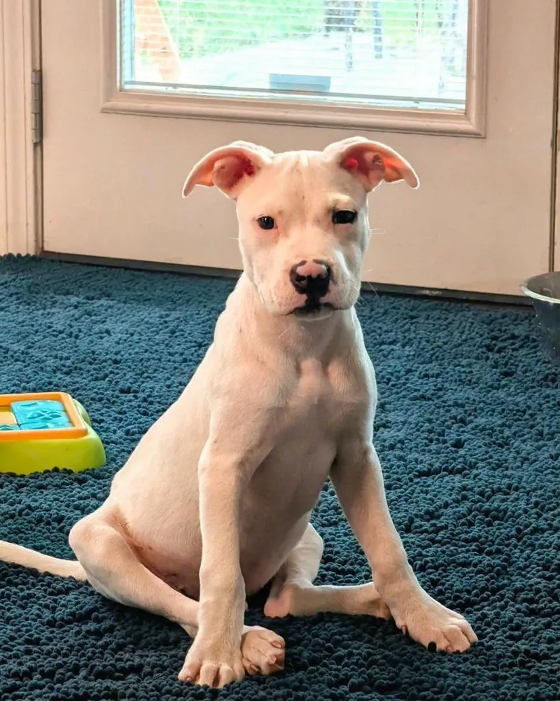 A baby medium-sized male Pit Bull Terrier dog named Kosher for adoption in Lexington, KY