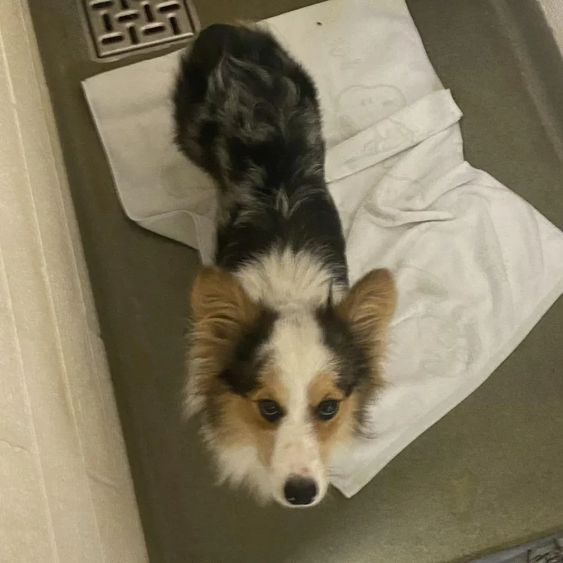 A young medium-sized male Brown / Chocolate Cardigan Welsh Corgi dog named 72289 for adoption in Harrisonburg, VA