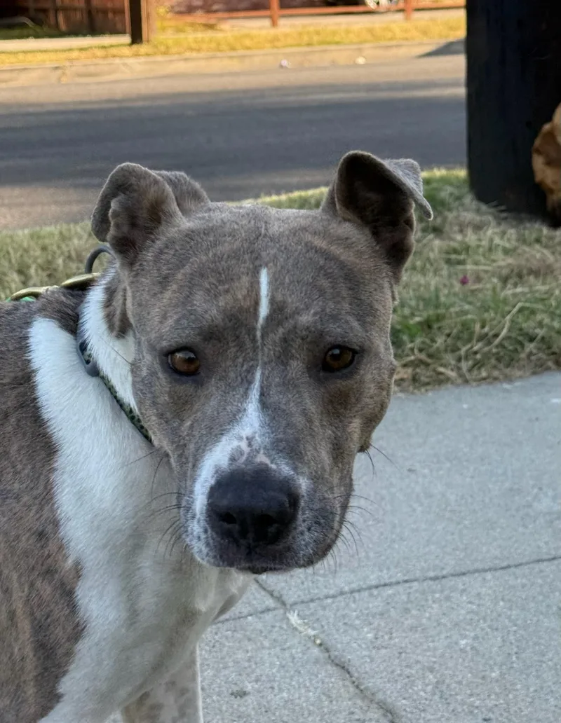 A young medium-sized female Brindle Staffordshire Bull Terrier dog named Sofi for adoption in Santa Monica, CA