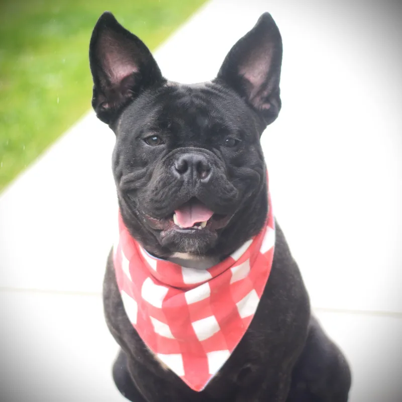 An adult medium-sized male Bulldog dog named Kazoo for adoption in Amsterdam, NY
