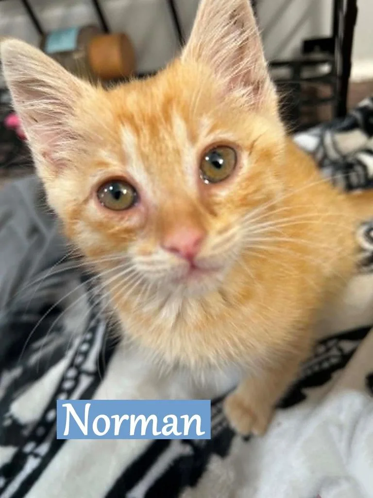 A baby medium-sized male Domestic Short Hair cat named Norman for adoption in Hoover , AL