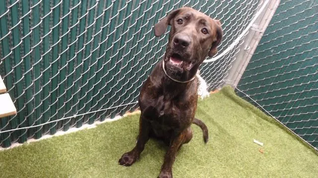 A young large-sized female Great Dane dog named Lola for adoption in Downey, CA