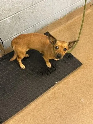 An adult small-sized female Mixed Breed dog named Capensa for adoption in Chamblee, GA