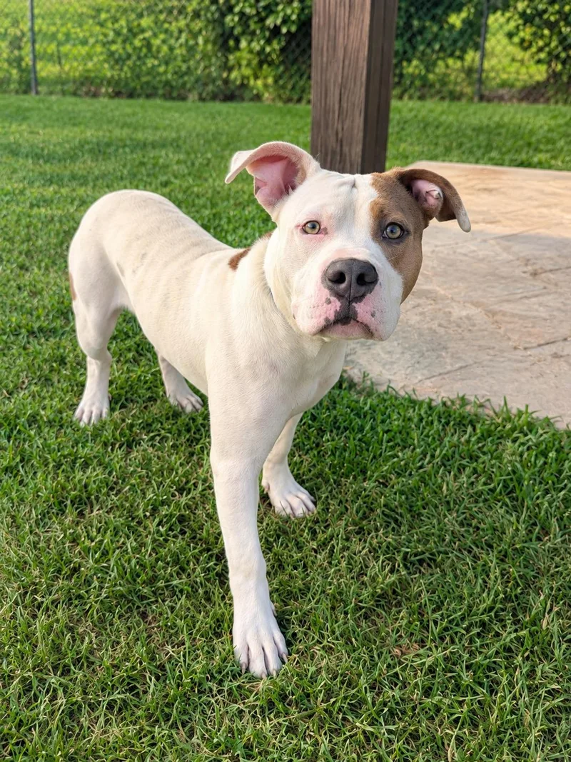 An adult medium-sized male White / Cream American Bulldog dog named Wayne for adoption in Jackson, GA