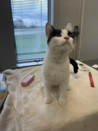An adult medium-sized female Domestic Short Hair cat named Sprinkle for adoption in Lafayette, IN