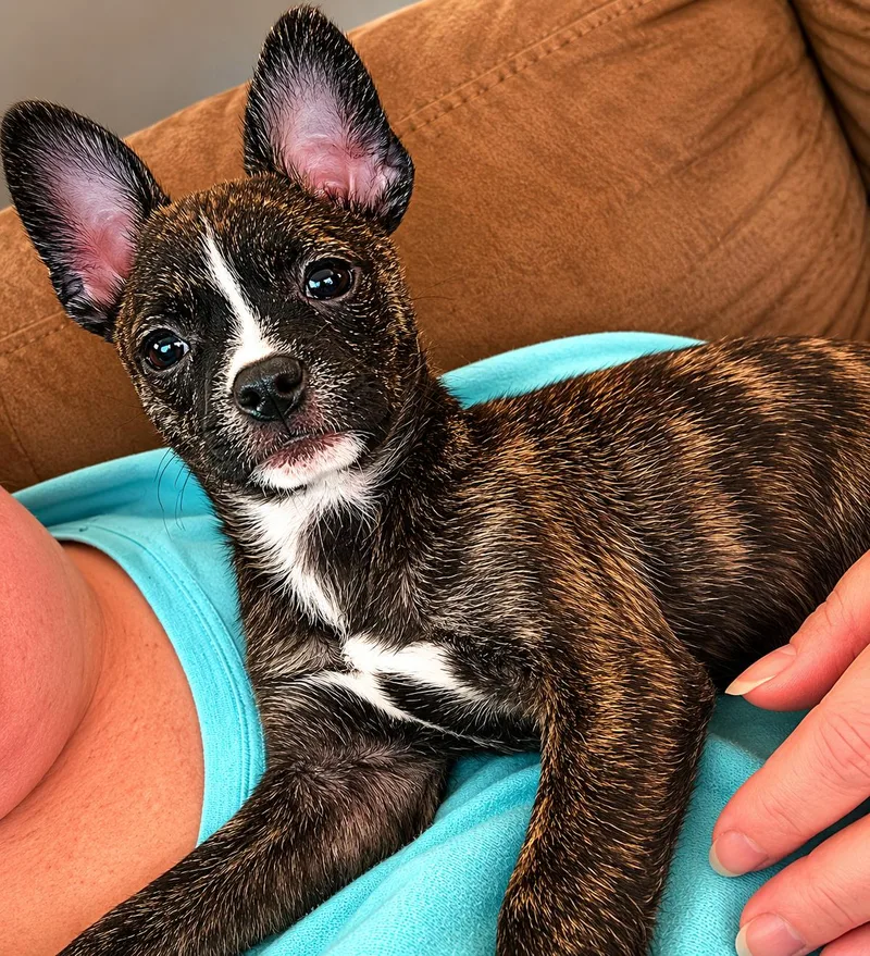 A baby small-sized female Brindle Mixed Breed dog named Shirley for adoption in Kenosha, WI