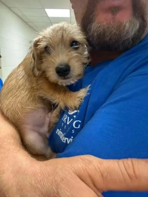 A baby small-sized male Terrier dog named Sock Monkey for adoption in Dallas, TX