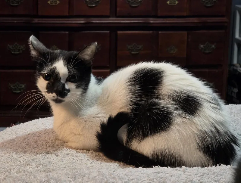 A baby medium-sized female Black & White / Tuxedo Domestic Short Hair cat named Butter Cookie for adoption in Nashville, TN