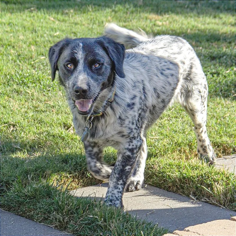 An adult medium-sized male Black English Setter dog named Whiskey for adoption in Wichita, KS