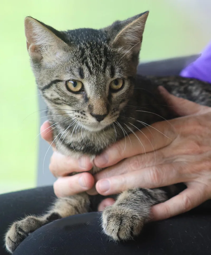 A baby medium-sized female Domestic Short Hair cat named Eunice for adoption in North Fort Myers, FL