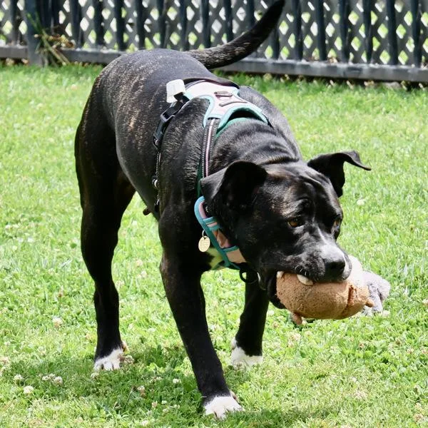 An adult large-sized female Pit Bull Terrier dog named Moolah for adoption in Oakland, CA