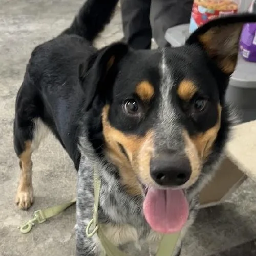 A young medium-sized male Merle (Blue) Australian Cattle Dog / Blue Heeler dog named Denver for adoption in Scottsburg, IN