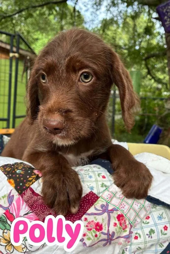 A baby medium-sized female Brown / Chocolate Terrier dog named Polly for adoption in Acworth, GA